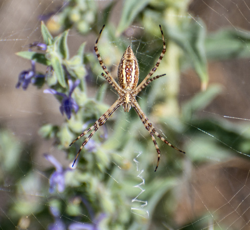 Banded argiope - Argiope trifasciata