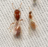 Fire ant - Solenopsis sp. (Two species - large one is Solenopsis amblychila)
