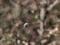 Orb weaver - Eustala sp.