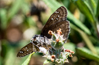 Propertius Duskywing - Erynnis propertius