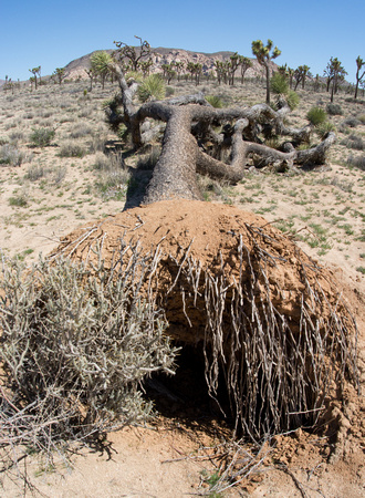 Joshua tree - Yucca brevifolia