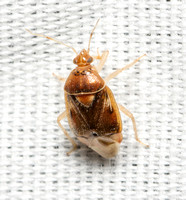 Plant bug - Deraeocoris cerachates