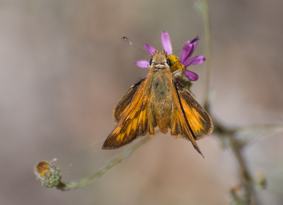 Woodland skipper - Ochlodes sylvanoides