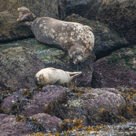 Harbor seal - Phoca vitulina