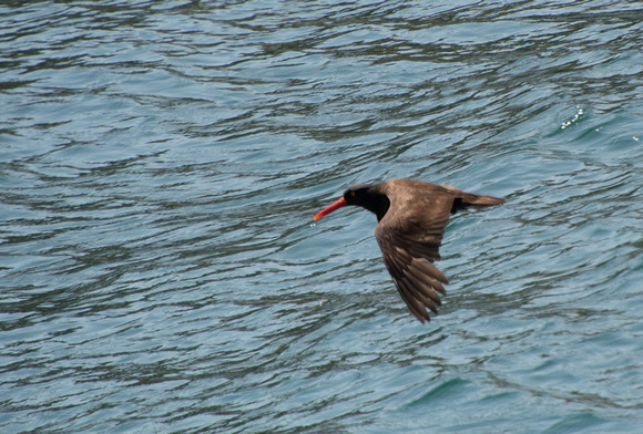 Black Oystercatcher - Haematopus bachmani