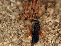 Spider wasp - Episyron conterminus posterus