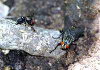 Boatman fly - Pogonortalis doclea