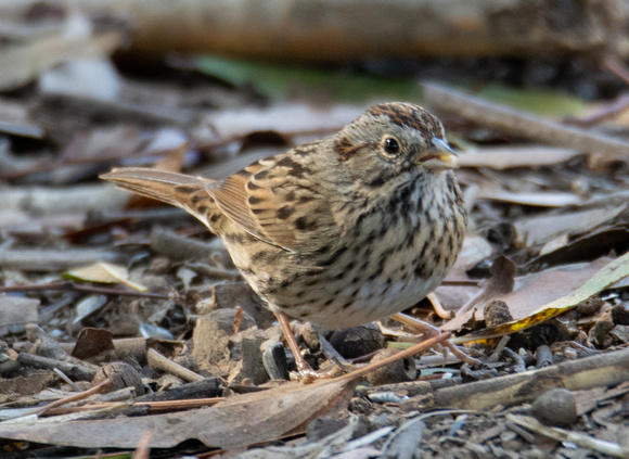 Lincoln's Sparrow - Melospiza lincolnii