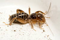 Jerusalem cricket - Ammopelmatus sp.