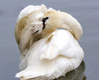 Mute Swan - Cygnus olor