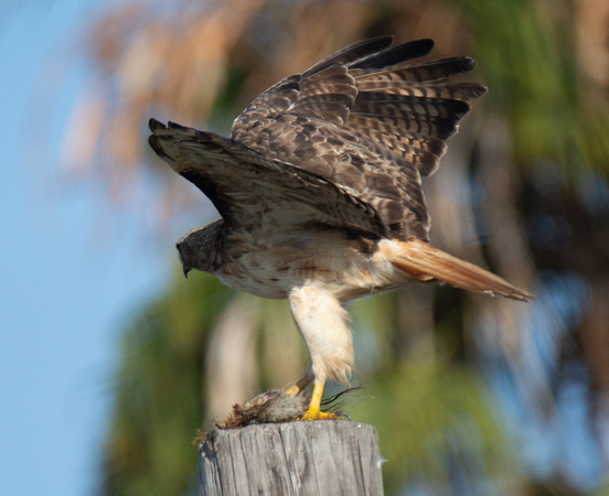Red-tailed Hawk - Buteo jamaicensis