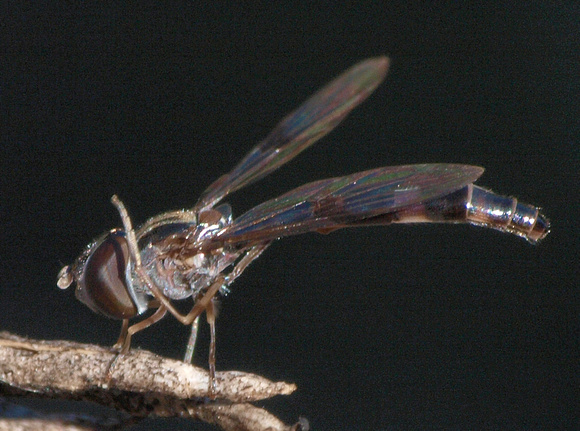 Western Band-winged Hover Fly - Hypocritanus lemur