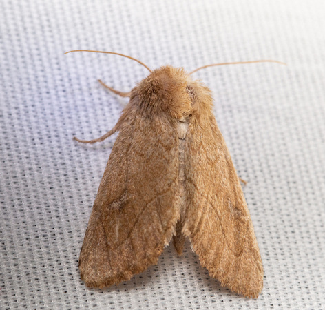 V-lined Quaker Moth - Zosteropoda hirtipes