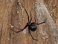 Western black widow - Latrodectus hesperus