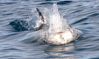Risso's dolphin - Grampus griseus
