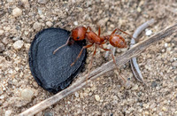 California red harvester - Pogonomyrmex californicus harvesting a Chaparral Yucca  seed