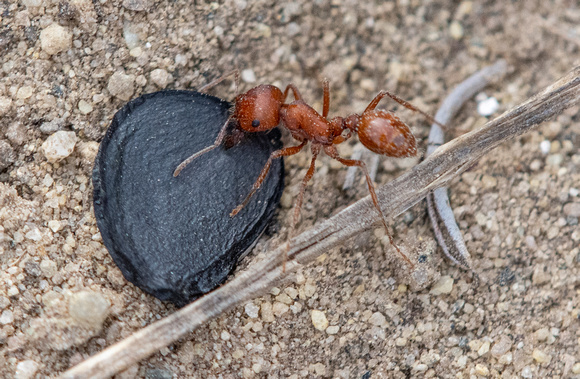 California red harvester - Pogonomyrmex californicus harvesting a Chaparral Yucca  seed