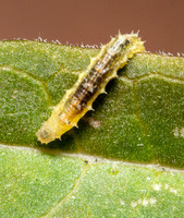 Four-Speckled Hoverfly - Dioprosopa clavata