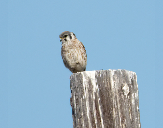 American Kestrel - Falco sparverius