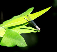 Vivid dancer - Argia vivida