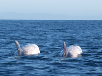 Risso's dolphin - Grampus griseus