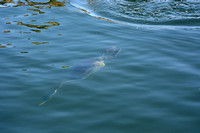 Western Grebe - Aechmophorus occidentalis