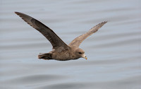 Northern Fulmar - Fulmarus glacialis