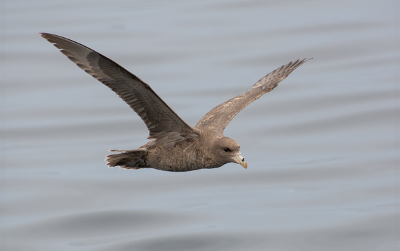 Northern Fulmar - Fulmarus glacialis