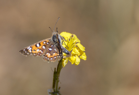 Behr's metalmark - Apodemia virgulti