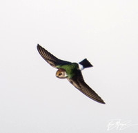 Violet-green Swallow - Tachycineta thalassina