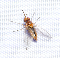 Bee fly - Poecilognathus sp.