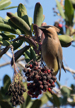 Cedar Waxwing - Bombycilla cedrorum