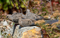 Mourning Dove - Zenaida macroura