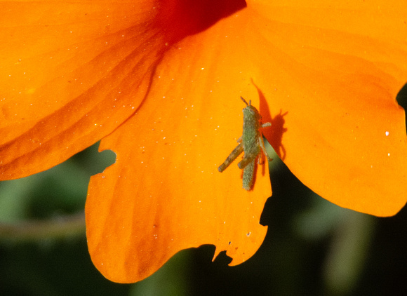 Gray bird grasshopper -Schistocera nitens