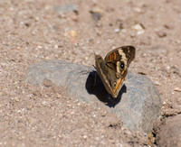 Gray Buckeye - Junonia grisea