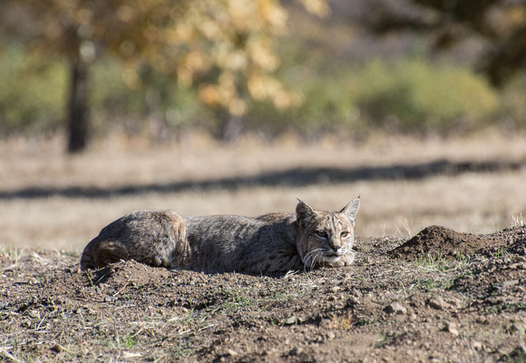 Bobcat - Lynx rufus