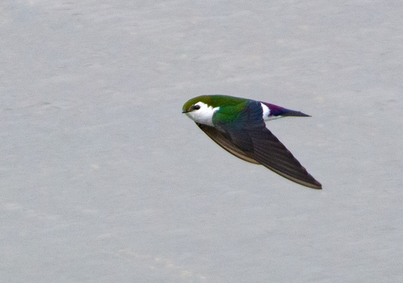Violet-green Swallow - Tachycineta thalassina