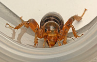 Jerusalem cricket - Ammopelmatus sp.