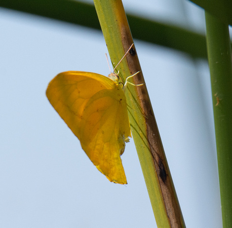 Large Orange Sulphur - Phoebis agarithe