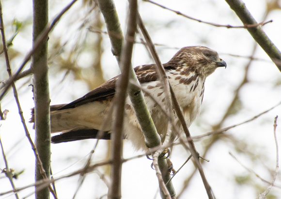 Broad-winged Hawk - Buteo platypterus