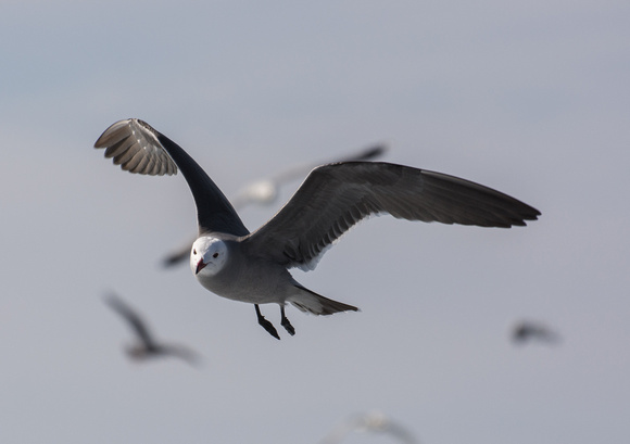 Heerman's Gull - Larus heermanni