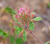 Rose Clover - Trifolium hirtum