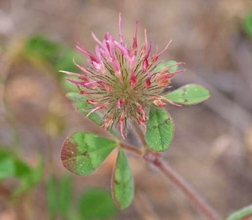 Rose Clover - Trifolium hirtum