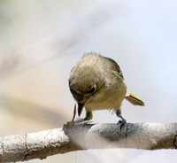 Hutton's Vireo - Vireo huttoni eating a Crane fly