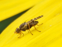 Fruit fly - Dioxyna picciola