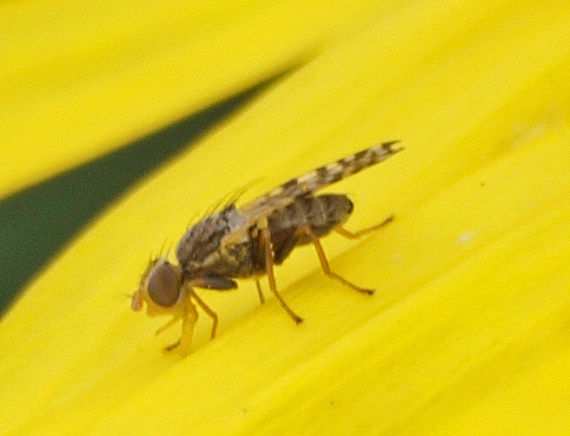 Fruit fly - Dioxyna picciola