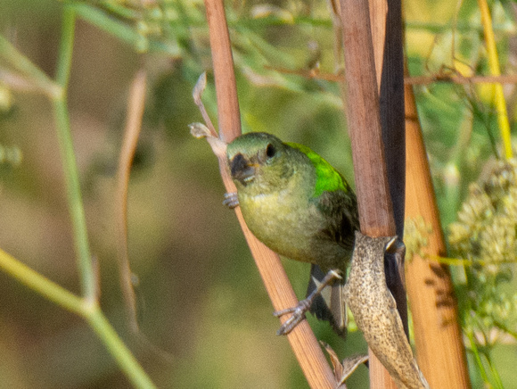 Painted Bunting - Passerina ciris