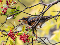 Varied Thrush - Ixoreus naevius