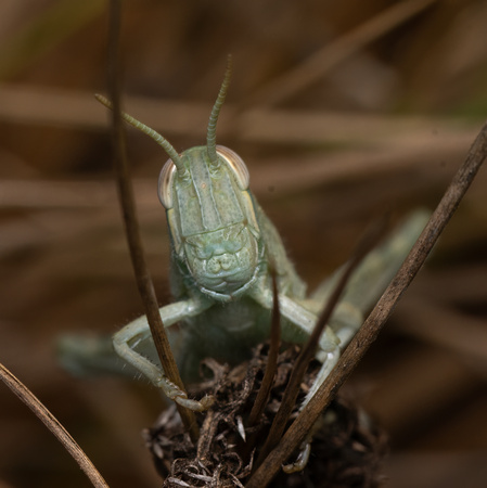 Gray bird grasshopper -Schistocera nitens