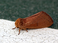 Lappet moth - Quadrina diazoma